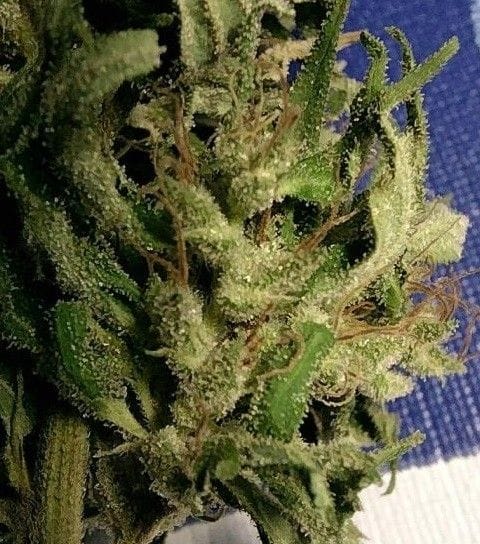 Green Haze 19 A5 Feminised Seeds - 5-ACEGH19FEM5