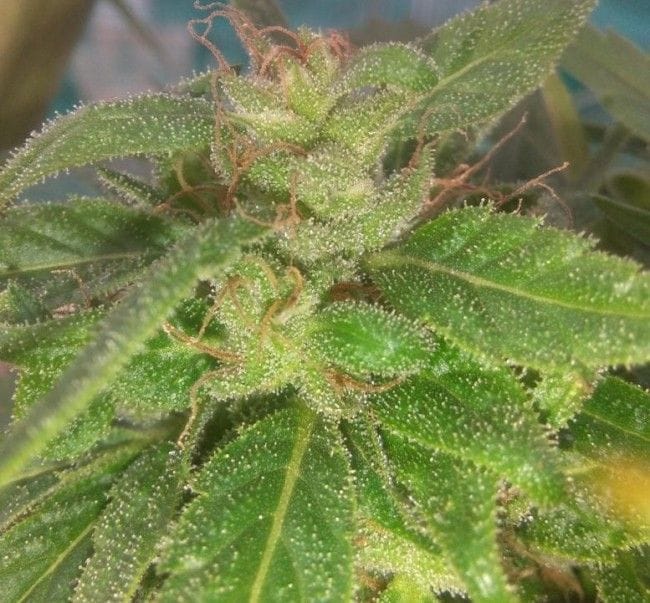 Green Haze 19 A5 Feminised Seeds - 5-ACEGH19FEM5