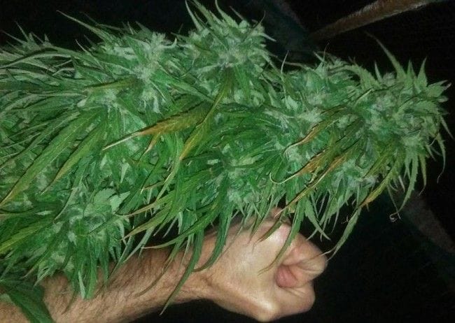 Green Haze 19 A5 Feminised Seeds - 5-ACEGH19FEM5