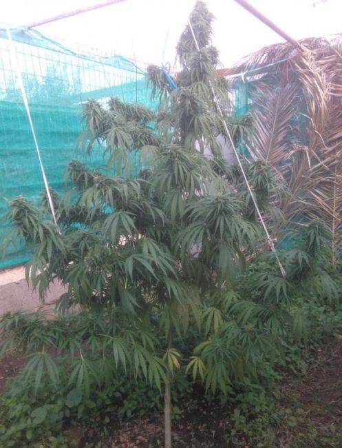 Green Haze 19 A5 Feminised Seeds - 5-ACEGH19FEM5