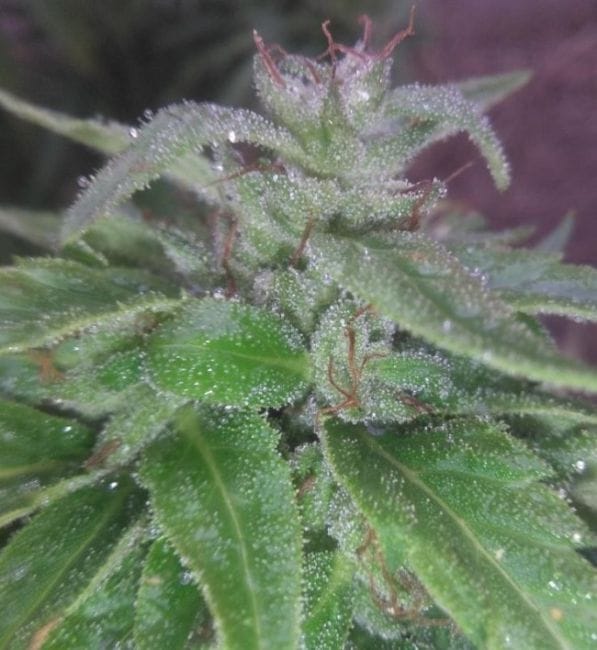 Green Haze 19 A5 Feminised Seeds - 5-ACEGH19FEM5