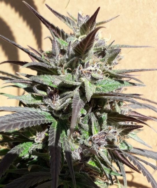 Purple Haze 23 A5 Feminised Seeds - 5-ACEPH23FEM5