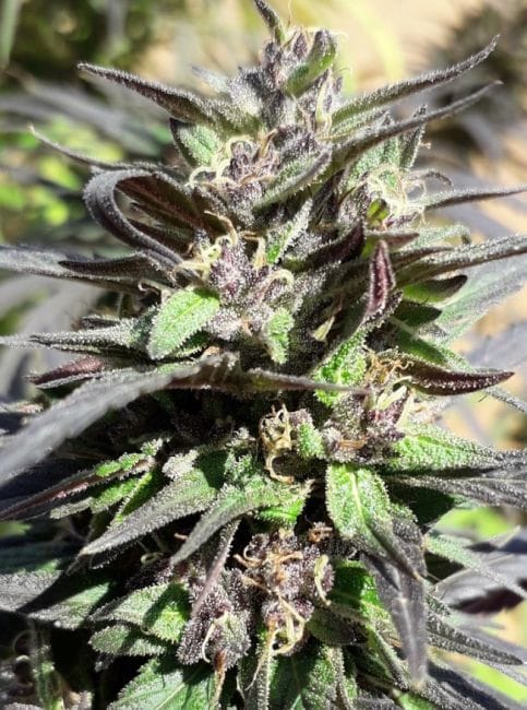 Purple Haze 23 A5 Feminised Seeds - 5-ACEPH23FEM5
