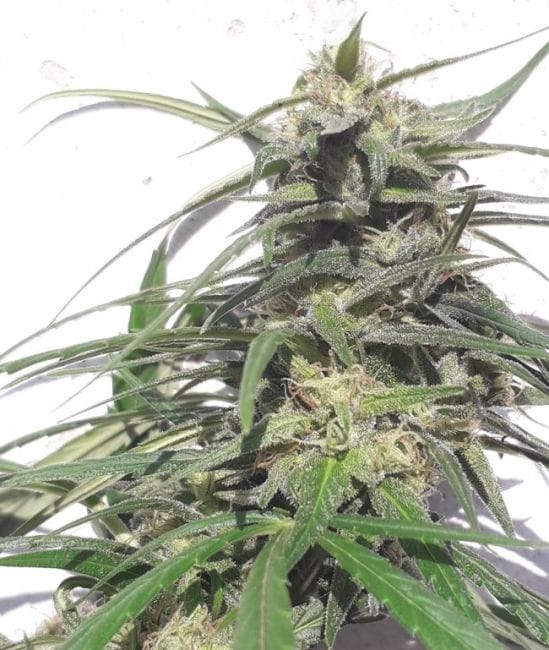 Thai A5 Haze Feminised Seeds - 5-ACETHA5HAZFEM5