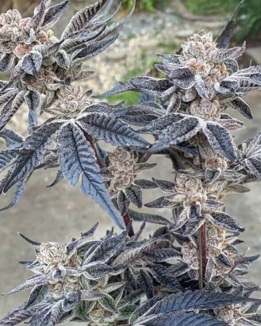 Smac Town Regular Seeds - 3-PCG-ST-REG-3