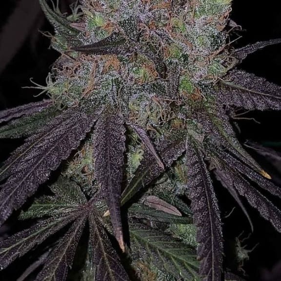 Bruntz Feminised Seeds - 6-PLUG-BRUN-FEM-6