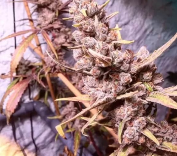 Remedy CBD Feminised Seeds - 10-RSNREMCBD-FEM10