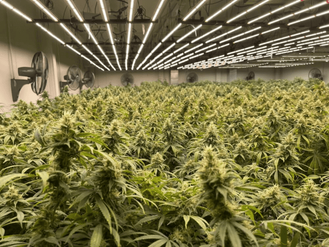 Remedy CBD Feminised Seeds - 10-RSNREMCBD-FEM10