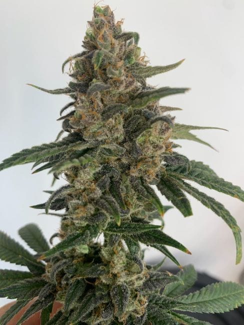 Medtonic CBD Feminised Seeds - 10-RSNMEDTCBD-FEM10