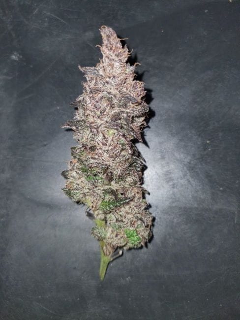 Medtonic CBD Feminised Seeds - 10-RSNMEDTCBD-FEM10