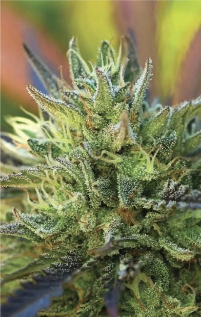 Lemon Kush Regulär Samen - 10-HUMB-LK-10-R