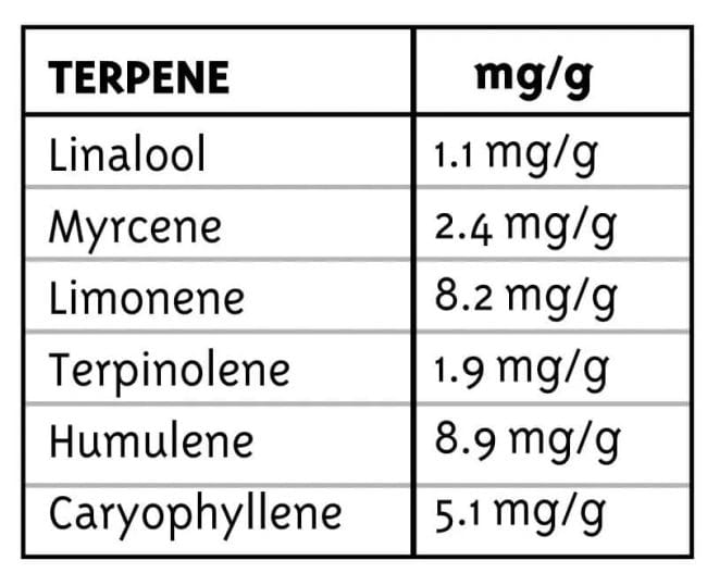 Lemon Kush Regular Seeds - 10-HUMB-LK-10-R