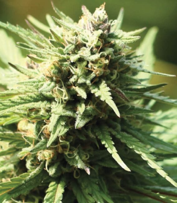 Stoopid Fruits Habitual Semillas - 10-HUMB-STF-10-R