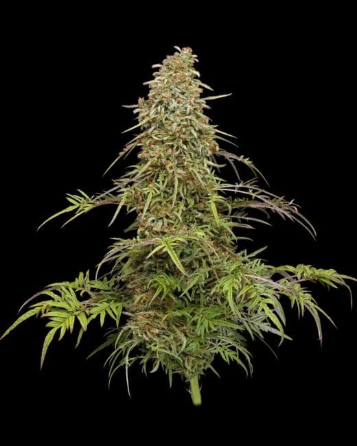 Supafreak Habitual Semillas - 10-HUMB-SPF-10-R