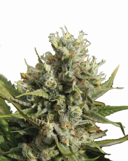 Amnesia Auto Feminised Seeds - 5-NV-AMN-AUTO