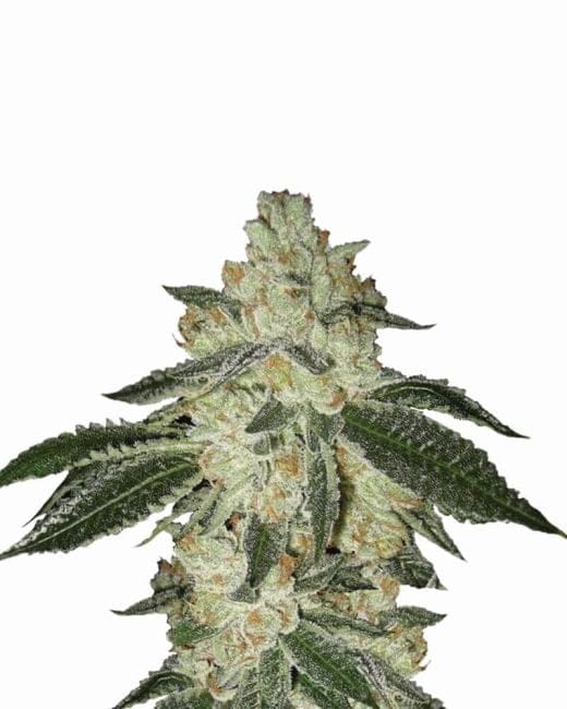Aurora Indica Auto Feminised Seeds - 5-NV-AI-AUTO