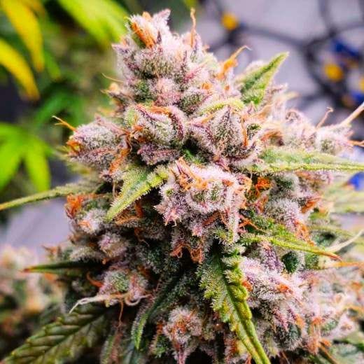 Aurora Indica Auto Feminised Seeds - 5-NV-AI-AUTO