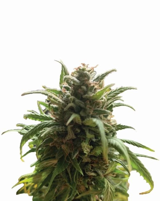 Blue Dream Regulär Samen - 10-NV-BLDR-REG