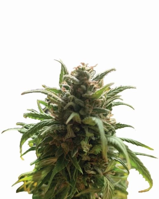 Blue Dream Regulär Samen - 10-NV-BLDR-REG