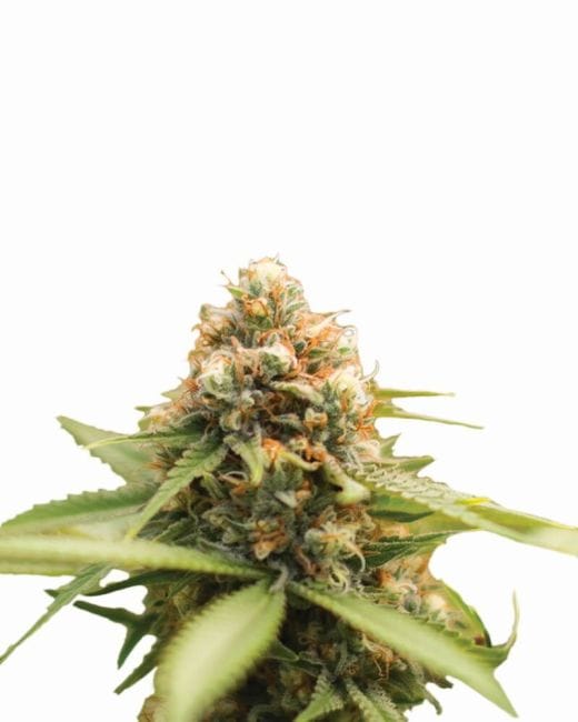 Durban Poison Regular Seeds - 10-NV-DURB-REG