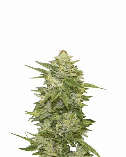 GG-48 Auto Feminised Seeds - 5-NV-GG48-AUTO