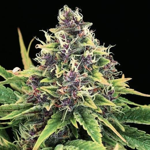 Hindu Kush Feminised Seeds - 5-NV-HINK