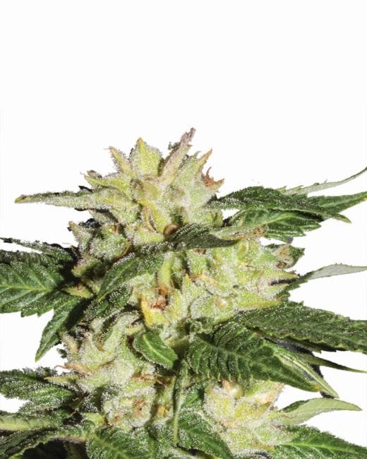 Ice Auto Feminised Seeds - 5-NV-ICE-AUTO