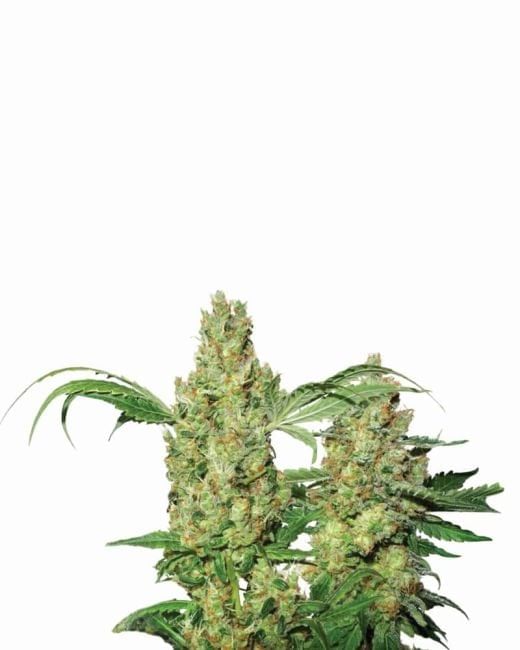 Pure Power Plant Auto Feminised Seeds - 5-NV-PPP-AUTO