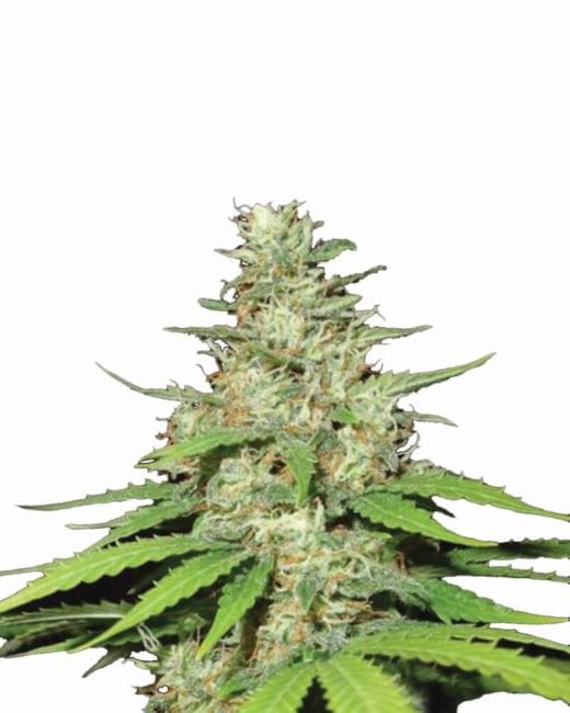 Top 44 Regular Seeds - 10-NV-T44-REG