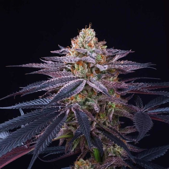 Rotten Apple Feminised Seeds - 6-PTS-ROTAPP-FEM-6