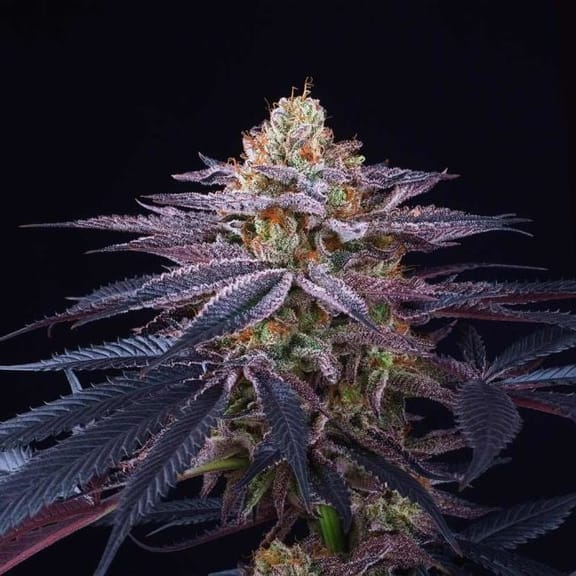 Rotten Apple Feminised Seeds - 6-PTS-ROTAPP-FEM-6