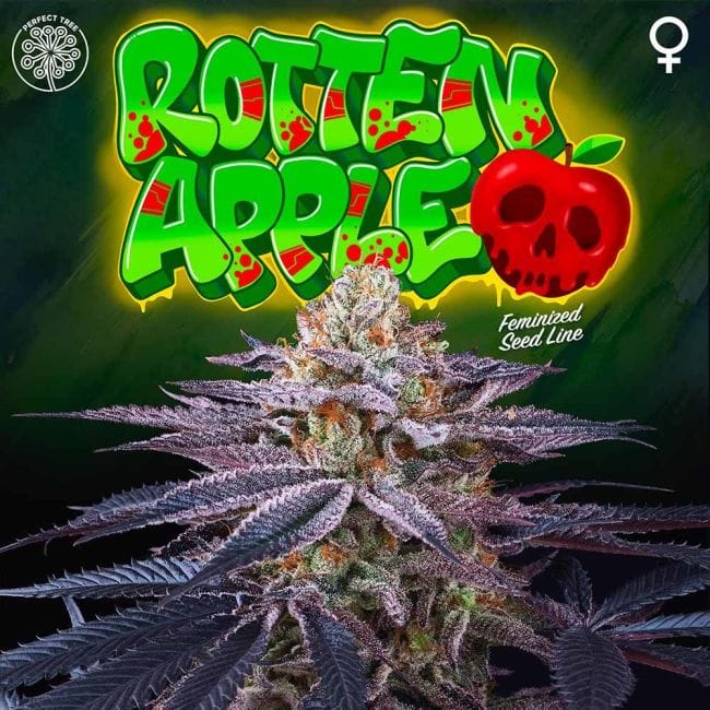 Rotten Apple Feminised Seeds - 6-PTS-ROTAPP-FEM-6
