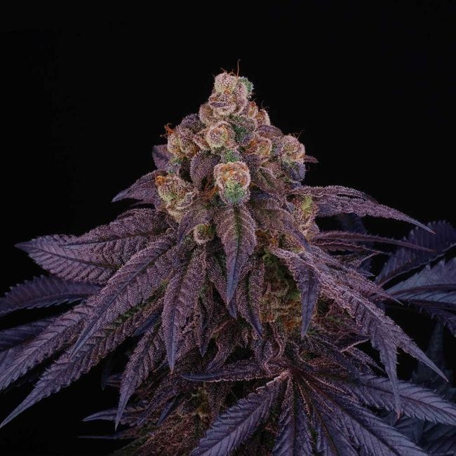 Red Red Wine Feminised Seeds - 6-PTS-RRW-FEM-6