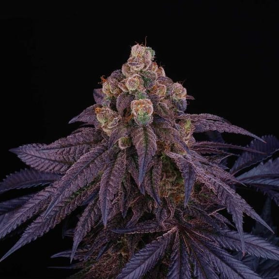 Red Red Wine Feminised Seeds - 6-PTS-RRW-FEM-6
