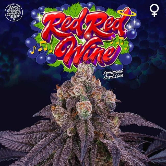 Red Red Wine Feminised Seeds - 6-PTS-RRW-FEM-6