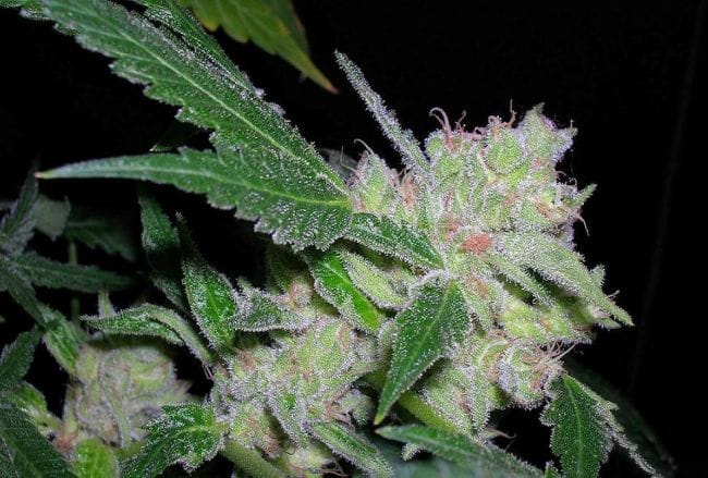 William's Wonder Regular Seeds-RMWW