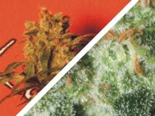 Mix Auto Feminised Seeds - 6-KBAM06