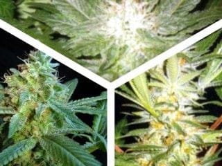 Crystal Mix Feminised Seeds - 9-KBCM09