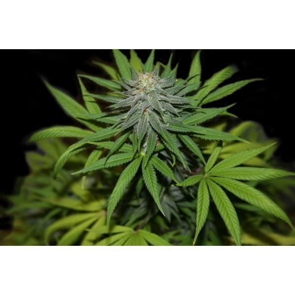 Valentine's Regular Cannabis Seeds Collection-VALENTINE-REG