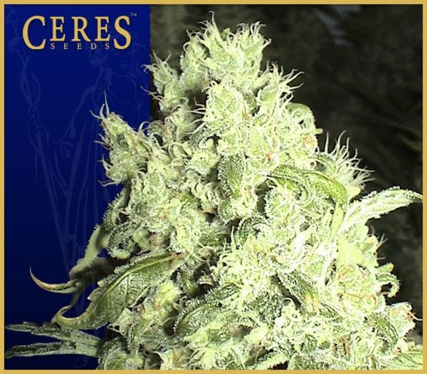 White Indica Regular Seeds-CERES-003