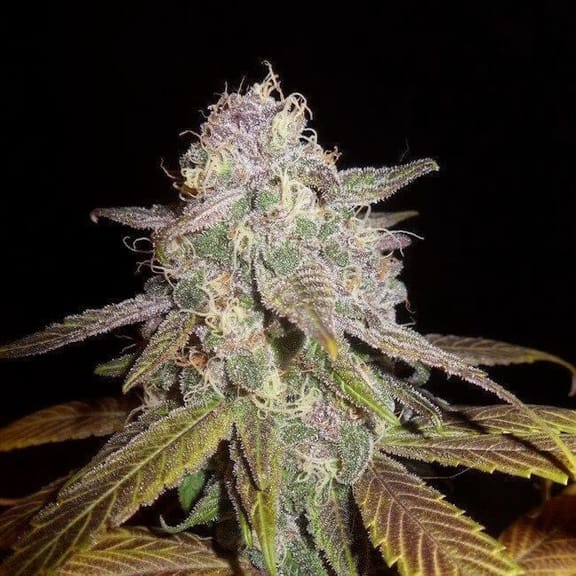 Blueberry F5 Regular Seeds - 6-DJSHO-BB-REG