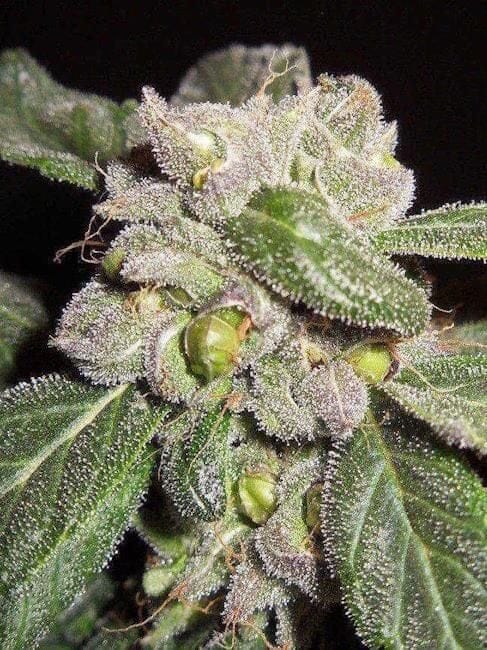 Blueberry F5 Regular Seeds - 6-DJSHO-BB-REG