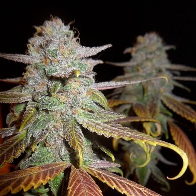 Blueberry F5 Regular Seeds - 6-DJSHO-BB-REG