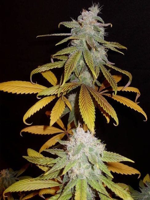 Blueberry F5 Regular Semillas - 6-DJSHO-BB-REG