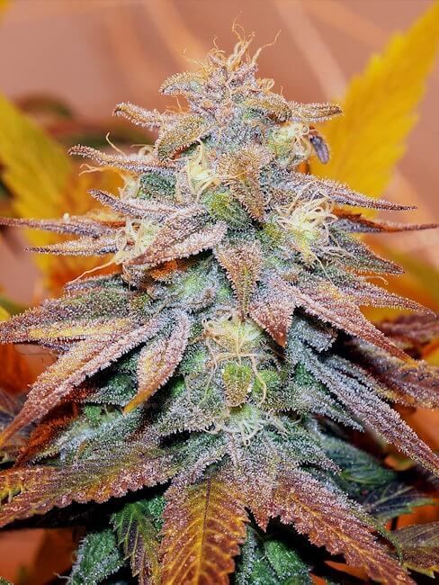 Flo Regelmäßig Saatgut - 6-DJSHO-FL-REG