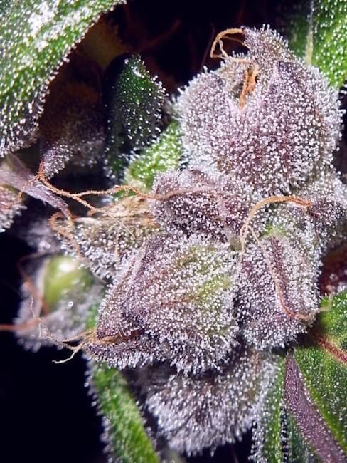 Flo Regelmäßig Saatgut - 6-DJSHO-FL-REG