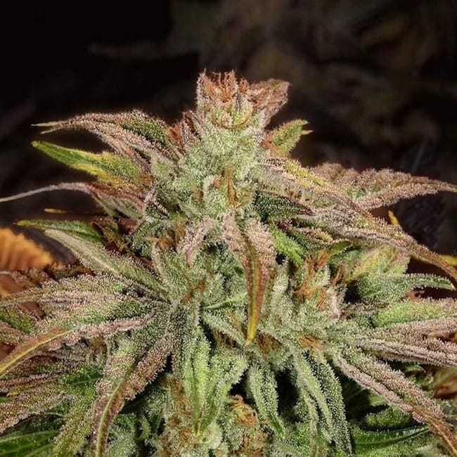 Flo Regelmäßig Saatgut - 6-DJSHO-FL-REG