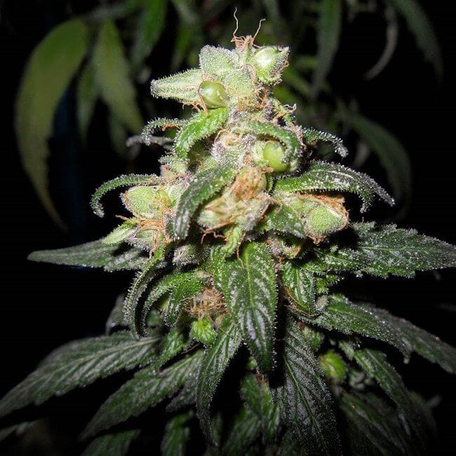 Flo Regelmäßig Saatgut - 6-DJSHO-FL-REG