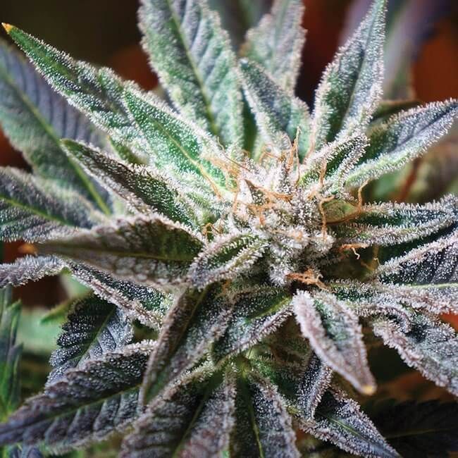 Flo Regelmäßig Saatgut - 6-DJSHO-FL-REG