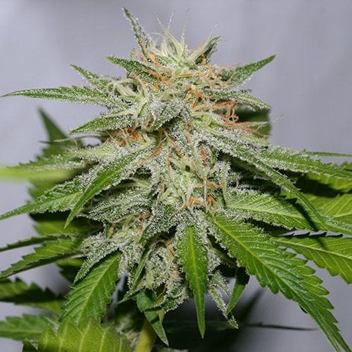 Victory Kush Regular Seeds - 10-ALPVK-REG